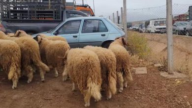 Photo of أزرو/ الغلاء الفاحش في أسعار أضحية العيد يخلف الاستياء في صفوف الساكنة